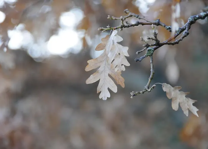 Hotel Hotel Santa Inés